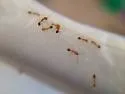 Pharaoh Ant - photo 3
