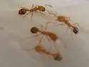 Pharaoh Ant - photo 4