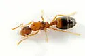 Pharaoh Ant - photo 5