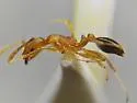 Monomorium sahlbergi