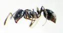 Monomorium viridum