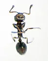 Monomorium viridum - photo 2