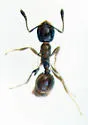 Monomorium viridum - photo 3