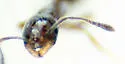 Monomorium viridum - photo 4