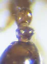 Monomorium viridum - photo 5