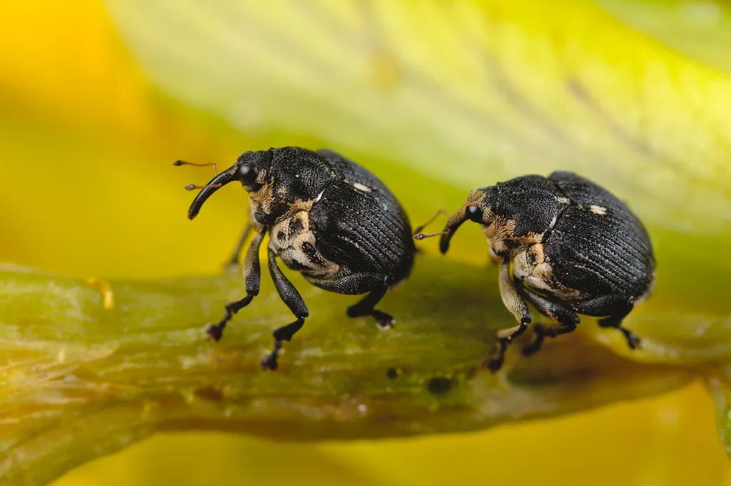 Iris weevil - photo 2