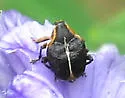 Iris Weevil - Mononychus vulpeculus