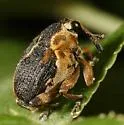 Iris Weevil - photo 2
