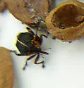 Iris Weevil - photo 3