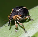 Iris Weevil - photo 4