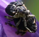 Iris Weevil - photo 5