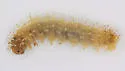 Raspberry Sawfly
