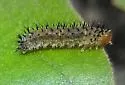 Raspberry Sawfly - photo 3