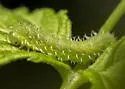 Raspberry Sawfly - photo 4