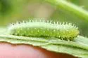 Raspberry Sawfly - photo 5
