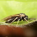 Monophadnus aequalis - photo 2