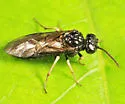 Monophadnus pallescens