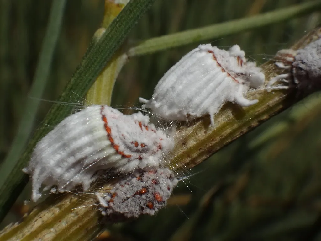 Giant Scale Insects - photo 2