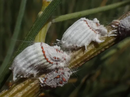 Giant Scale Insects - photo 3