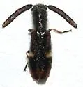 Monophylla californica - photo 3