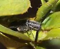 Monophylla californica - photo 4