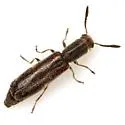 Monophylla pallipes