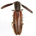 Monophylla pallipes - photo 2