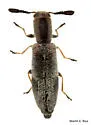 Monophylla pallipes - photo 3