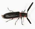 Monophylla terminata - Monophylla terminata