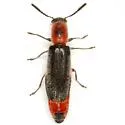 Monophylla terminata - photo 2
