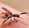 Monophylla terminata - photo 3