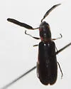 Monophylla terminata - photo 4