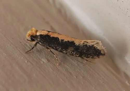 Monopis crocicapitella