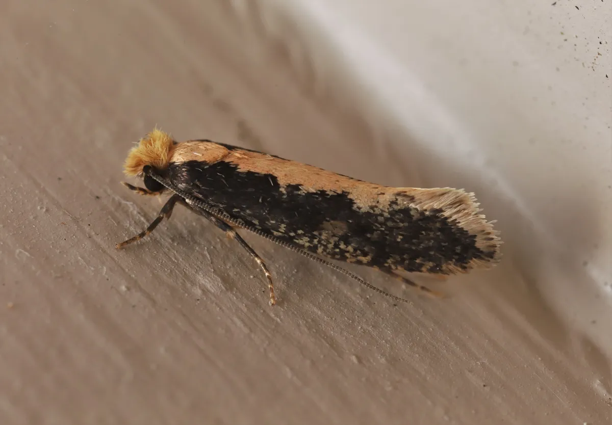 Monopis crocicapitella - photo 3