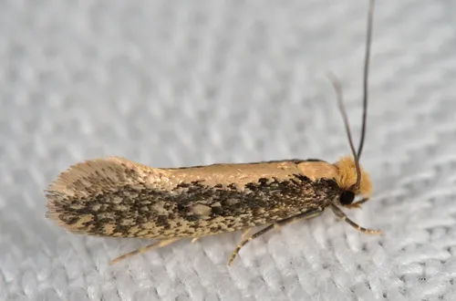 Monopis crocicapitella - photo 4