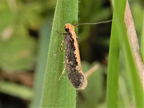 Monopis crocicapitella - photo 5