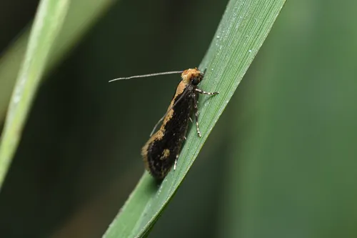 Monopis crocicapitella - photo 6