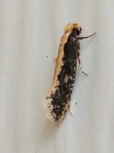 Monopis crocicapitella - photo 7