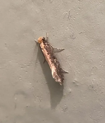 Monopis crocicapitella - photo 8