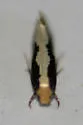 Skunkback Monopis - Hodges#0416
