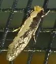 Skunkback Monopis - Hodges#0416 - photo 3
