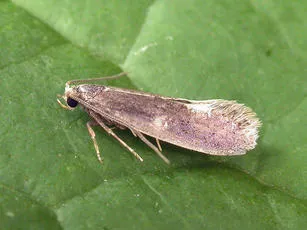 Monopis imella