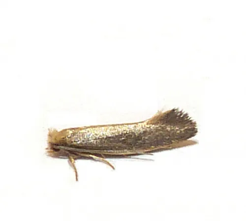Monopis imella - photo 2