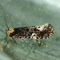 Monopis marginistrigella - Hodges#0417