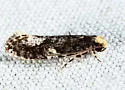 Monopis marginistrigella - Hodges#0417 - photo 3