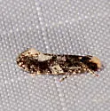 Monopis marginistrigella - Hodges#0417 - photo 4