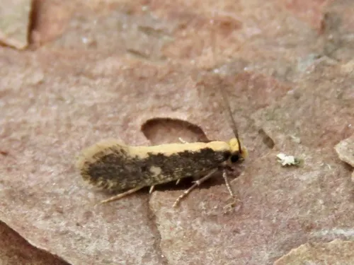 Monopis obviella