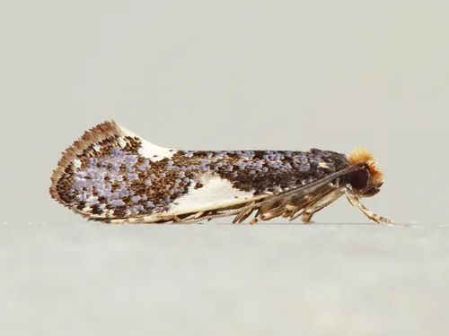 Orange-headed Monopis - Hodges#0421