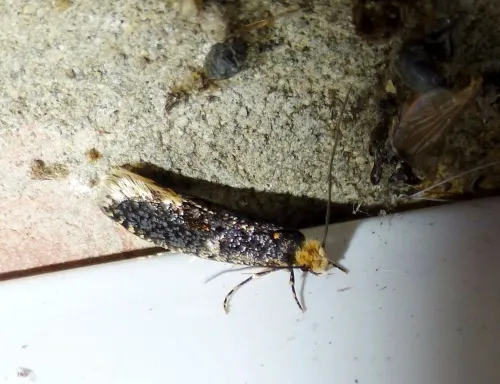 Monopis weaverella