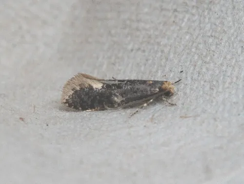 Monopis weaverella - photo 2